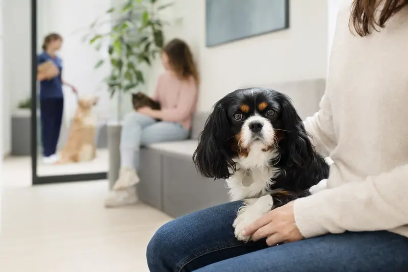 Ein Epagneul nain continental sitzt ruhig neben seinem Besitzer im hellen Wartezimmer einer modernen Tierarztpraxis.